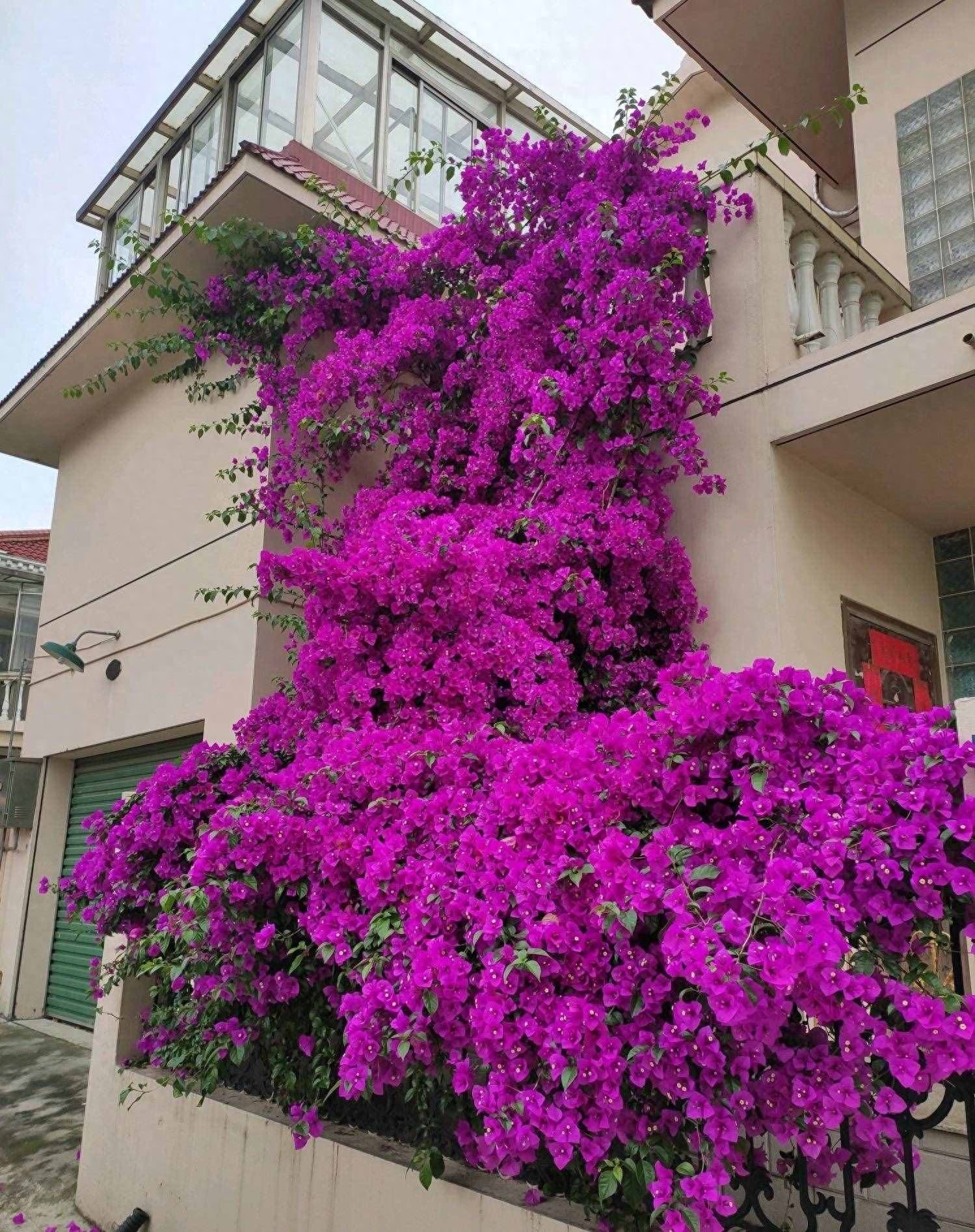 三角梅秋冬爆花攻略，做好这3点，花团锦簇开不停，三角梅